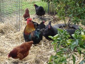 Chickens 1