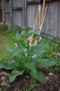 Herbs comfrey