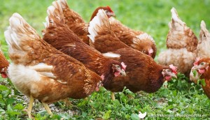 ISA-BROWN-CHICKENS-11