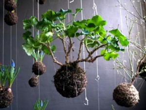kokedamas-1
