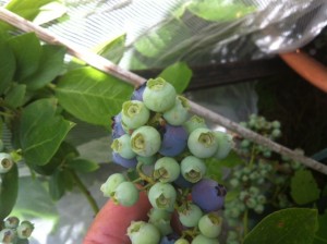 Matts Home Garden photo 3a