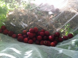 Matts Home Garden photo 5a