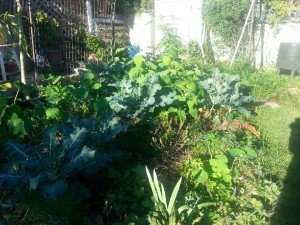 Wendy garden 3