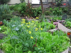 Michelles Fabulous Garden!