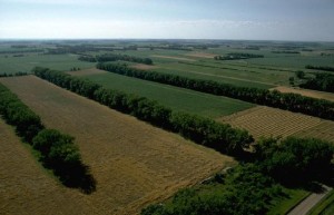 windbreaks4
